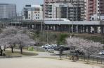 Tàu siêu tốc Shinkansen và Sakura
