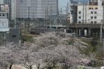 Tàu siêu tốc Shinkansen và Sakura
