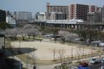 Tàu siêu tốc Shinkansen và Sakura
